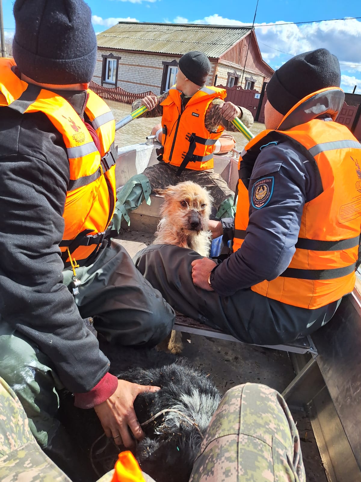 В СКО полицейские вывезли собак, которые спасались от паводка на крышах в  подтопленном селе Соколовка - SocialMedia