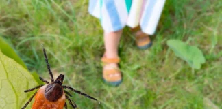 Клещи атакуют: в СКО зафиксировано 11 укусов с начала апреля