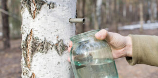 Североказахстанцы могут получить штраф за незаконный сбор березового сока